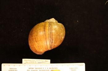 Media type: image; Malacology 158313